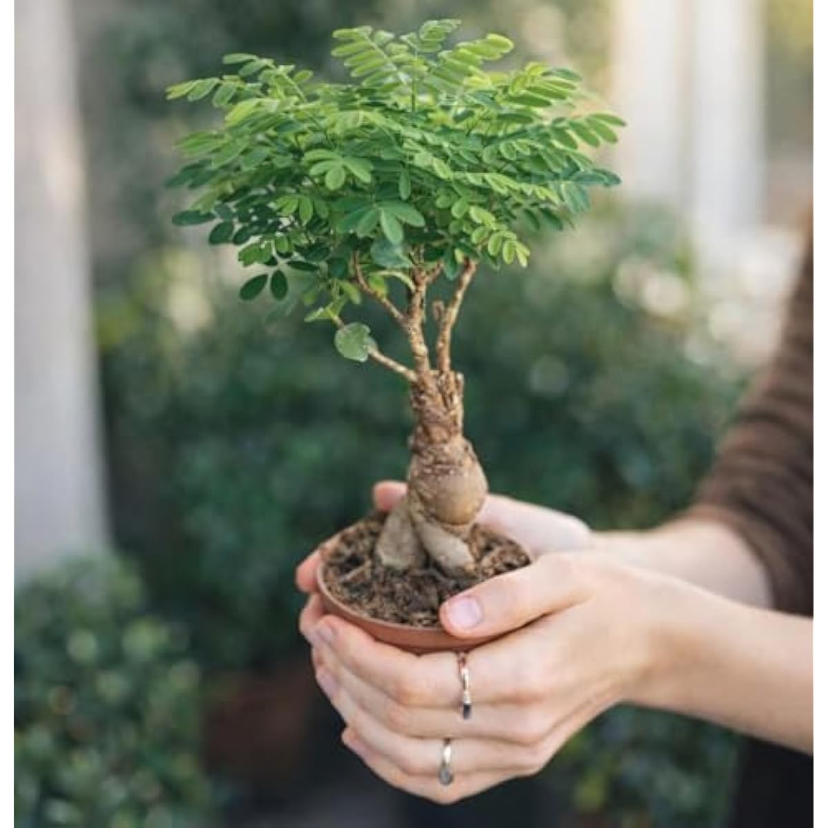 Bonsai Tree Kit for Beginners – 5X Unique Japanese Bonzai Trees | Complete Indoor Bonsai Starter Kit for Growing Bonsai Plants with Tools & Planters – DIY Gardening Gifts for Women & Men