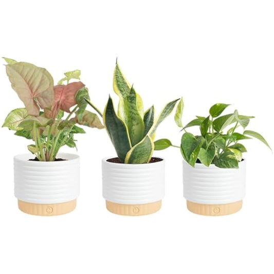 Costa Farms Live Indoor Plants in Decorative Pots, Easy to Maintain, Air Purifying Houseplants, Assorted Varieties, Room or Home Decor, House Warming Gift, 8-12 Inches Tall, Pack of 3