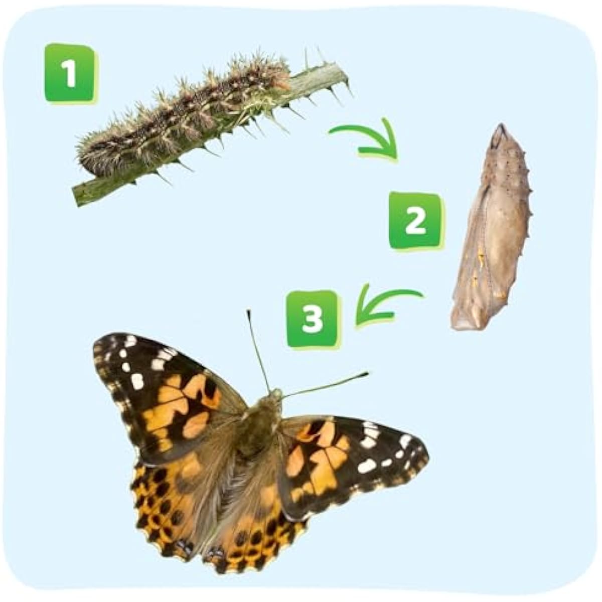 Insect Lore Raise and Release Butterfly Garden Kit – Caterpillar Habitat with redeemable Voucher – STEM-accredited Butterfly Growing Kit for Kids, Classrooms, and Homeschool Learning