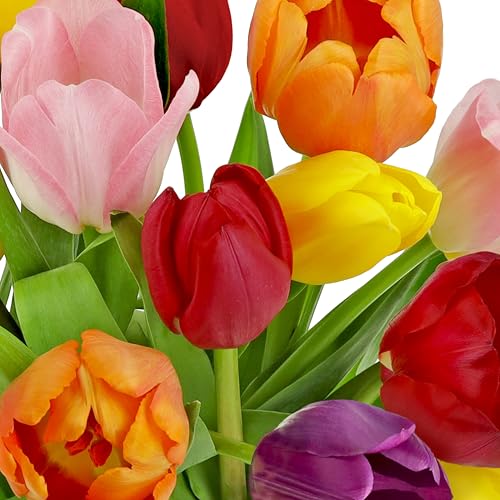 Benchmark Bouquets - Rainbow Tulips - Fresh Flowers for Delivery - Real Flowers - Birthday Flowers for Women - Birthday Flower Bouquet - Congratulations Gift - Glass Vase Included (20 Stems)