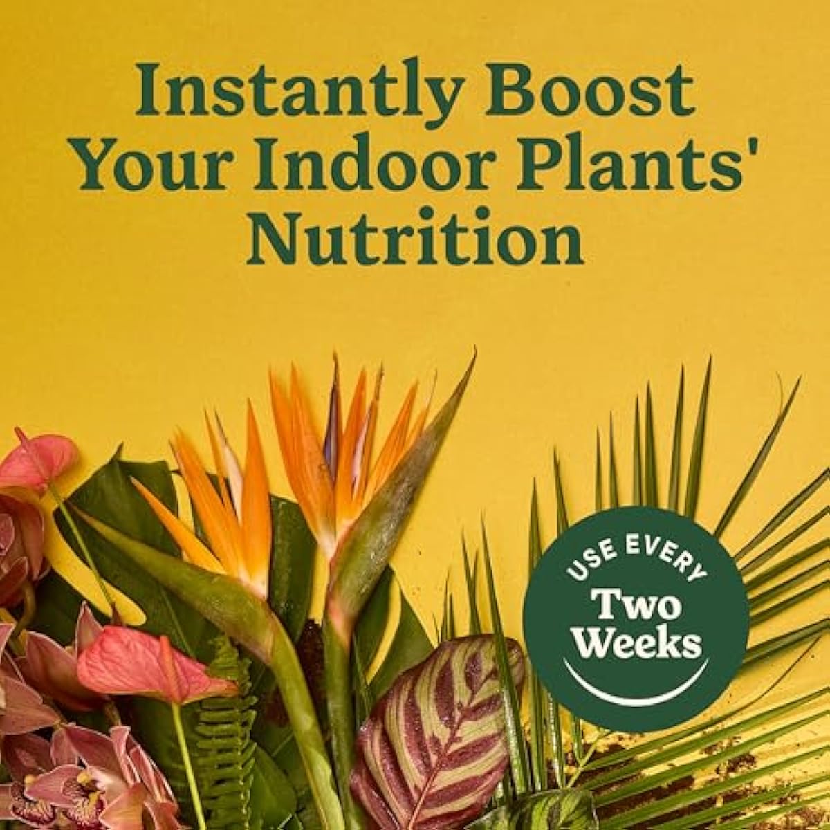 Miracle-Gro Indoor Plant Food for All Plants, Liquid Plant Food for Houseplants, Flowers, Vegetables, Herbs, and More, 8 fl. oz., 2-Pack
