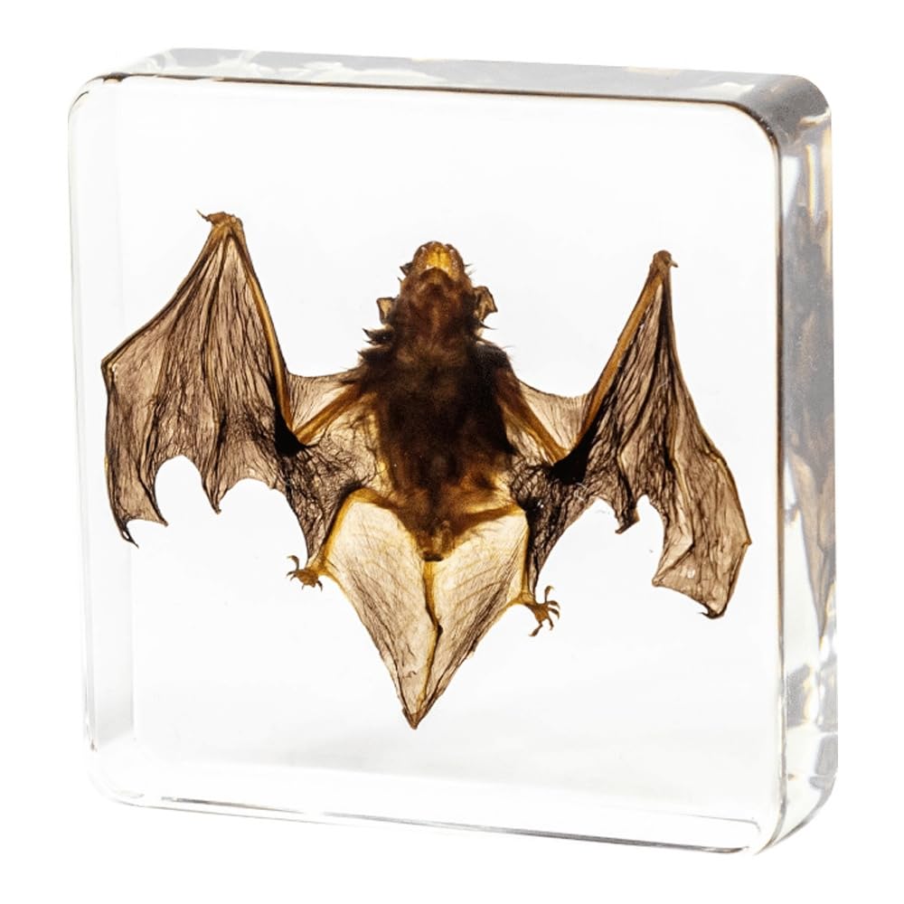 15 Insect specimens,Real Specimens of Various Butterflies and Beetles Made of Resin, Used for Science Classroom Science Education Animal Specimens, Bug Preserved,Oddities, Biology (15 Pcs Beetles)