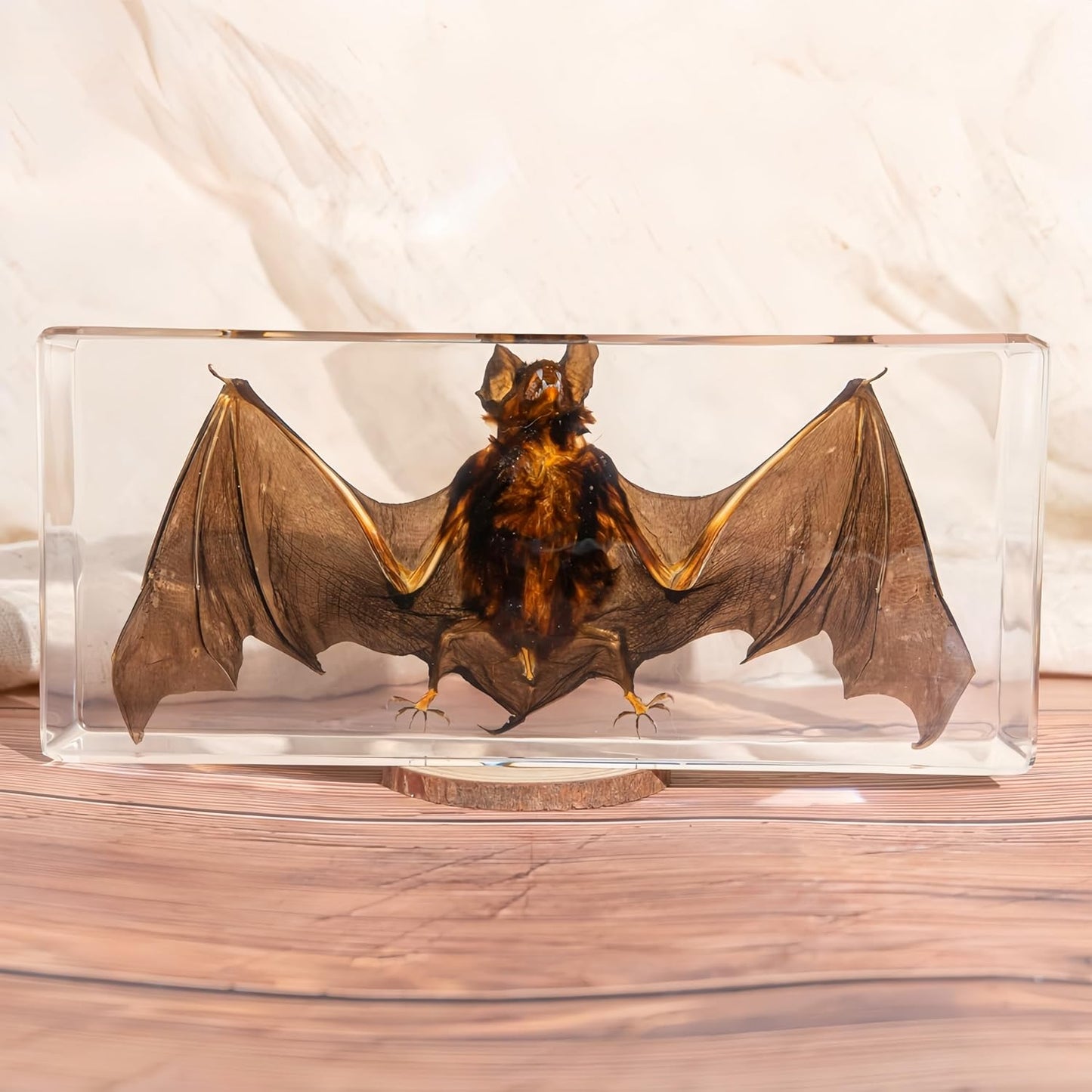 15 Insect specimens,Real Specimens of Various Butterflies and Beetles Made of Resin, Used for Science Classroom Science Education Animal Specimens, Bug Preserved,Oddities, Biology (15 Pcs Beetles)
